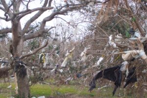Photo of debris stuck in trees after the storm