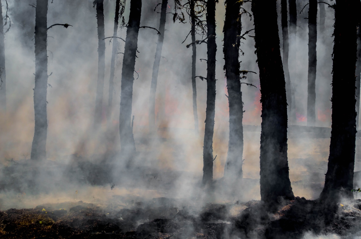 Stock image of a fire burning a forest.